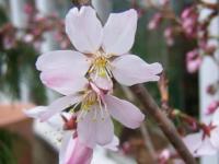 Wiśnia Pandora (pojemnik C5)