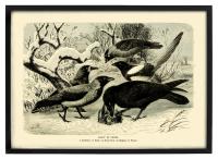 PTAKI KRUKOWATE: WRONA, SROKA, KRUK, KAWKA