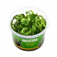 INVITAL Heteranthera zosterifolia in vitro Ø 7 cm