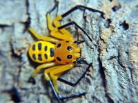 Platythomisus octomaculatus (pikachu spider) (SpidersForge)