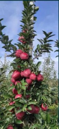 Skrzyka jabłek 16kg REDCUP słodkie od Sadownika