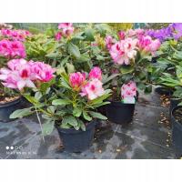 Рододендрон рододендрон HACHMANN'S CHARMANT цветы с интересной окраской