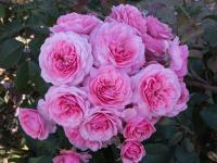 Róża rabatowa Eeuwige Passie sadzonka w doniczce P11 różowa pachnąca