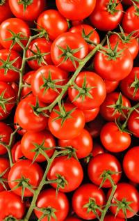 Farma Rohoznice Pomidory koktajlowe krzew Avalantino