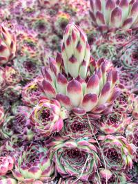 Морозостойкий суккулент для каменного сада без полива