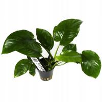 Anubias Barteri BIG