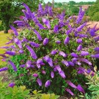 BUDLEJA NANHO BLUE ЦВЕТЕТ ОЧЕНЬ ДОЛГО