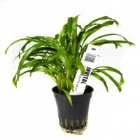 INVITAL Cryptocoryne albida koszyk Ø 5,5 cm