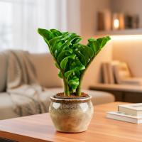 Zamioculcas Zamiokulkas ZENZI odmiana z Zanzibaru. Rozmiar doniczki 6cm