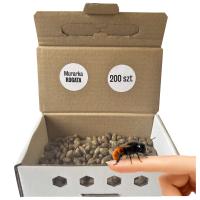 Pszczoła MURARKA ROGATA kokony 200 szt + GRATIS Pudełko Wylęgowe