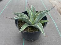 Agave Havardiana Агава морозостойкая рассада C3