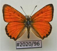 Бабочка Lycaena virgaureae самец .