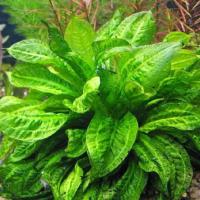 Echinodorus grisebachii Tropica (in-vitro) puszka 7cm TROPICA 12GROW