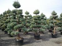 Cyprysik boulevard uformowany na bonsai 30-50cm C6