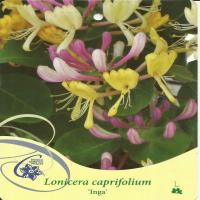 Wiciokrzew przewiercień INGA Lonicera caprifolium