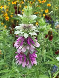 ЛИМОННАЯ ГОЛОВА-MONARDA CITRIODORA