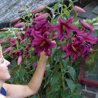 Лилия древовидная Purple Prince 1 шт. луковицы луковицы Лилии Лилии