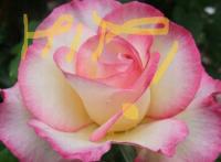 Роза крупноцветковая-DESSE