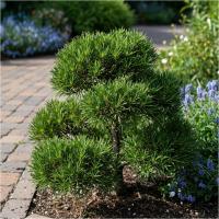 Карликовая Горная Сосна Муго Для Рокариев Вечнозеленая Рассада