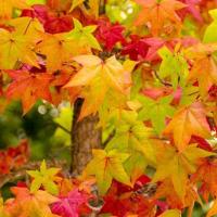 nasiona Ambrowiec amerykański (Liquidambar styraciflua) mrozoodporny