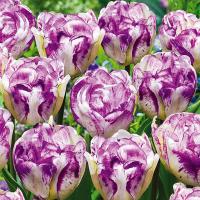 Тюльпан белый и фиолетовый 5 шт тюльпаны луковицы