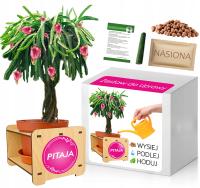 Набор для Выращивания PITAYA ДРАКОНА ФРУКТЫ семена