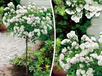 Róża pienna BIAŁA MINIATURKA NR 1512