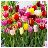 Тюльпан набор микс смесь цветов луковицы 100 шт.   Бесплатно