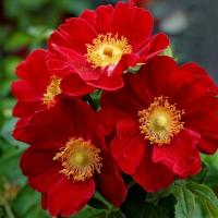 Róża miniaturowa 'Bienenweide Rot' Sadzonka sadzonki mrozoodporne czerwona