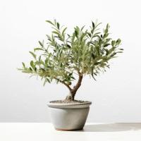 Оливковое дерево европейская оливка Olea Europea плотная D12CM итальянская рассада