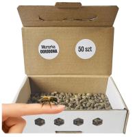Pszczoła MURARKA OGRODOWA kokony 50 szt + GRATIS Pudełko Wylęgowe