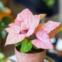 Syngonium Neon Robusta яркий неоновый сросшийся уникальный цвет порошковый розовый