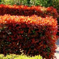 GŁOGOWNIK FRASERA 'RED ROBIN' SADZONKA W P9 - DEKORACYJNE CZERWONE LIŚCIE