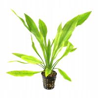 Echinodorus Amazonikus Żabienica Amazońska roślina do akwarium KOSZYK