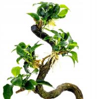 Anubias minima Bonsae (Anubias Bonsai) - RA (koszyk) - RARYTAS
