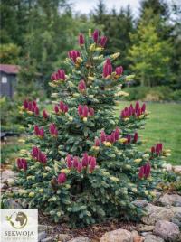 Огромный орнамент Аянская ель' Howell'S Dwarf Tigertail ' Picea jezoensis