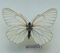 Бабочка Апория crataegi самка .