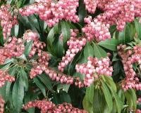 PIERIS VALLEY ROSE OZDOBNY Z KWIATÓW I LIŚCI