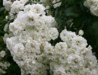 Róża okrywowa Alba Meidland – śnieżnobiała piękność, odporna, długokwitnąca