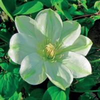 Powojnik Guernsey Cream wielkokwiatowy bardzo obficie kwitnie 2L