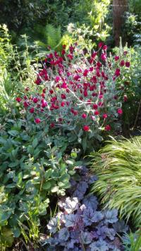 ФИАЛКА ЦВЕТОЧНАЯ БЕЛАЯ И КАРМИННАЯ МИКС-LYCHNIS CORONARIA