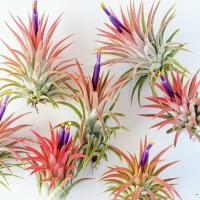 Оплетка Tillandsia Ionantha Red Air plants растение, живущее в воздухе !