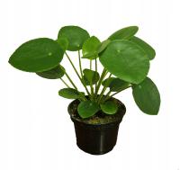 PEPEROMIA PILEA PEPEROMIOIDES МОДНЫЙ