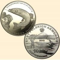 Głowacica - 10 złotych rybek - Ryby Polskich Akwen