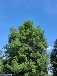 Jesion wyniosły drzewo sadzonka w doniczce wysokie drzewo długowieczne