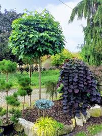 Ambrowiec amerykański szczepiony kulisty Gum Ball pachnące liście