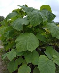 Paulownia Pao Tong Z07 Oxytree Кислородное Дерево Супер Гибрид 100 Семян