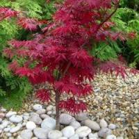 Клен пальмовый Atropurpureum ACER PALMATUM красивый красный саженец 3-5л 100