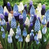 Мускари Сапфир смесь микс 50 шт. луковицы луковицы цветы