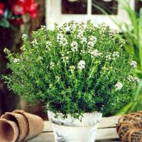 Тимьян очень ароматный-семена